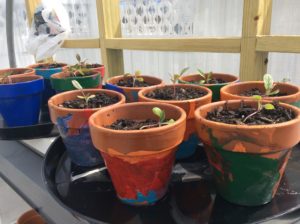 seedlings