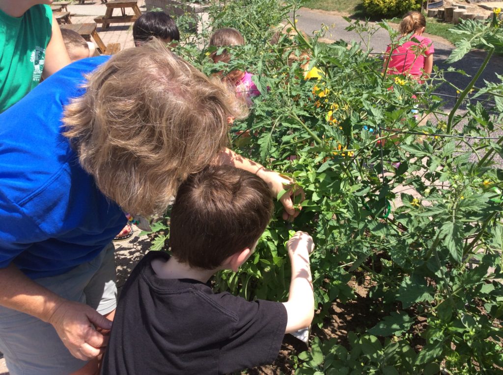 harvesting basil