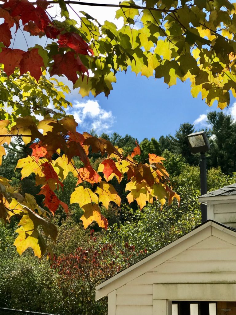 Autumn Leaves and Sky