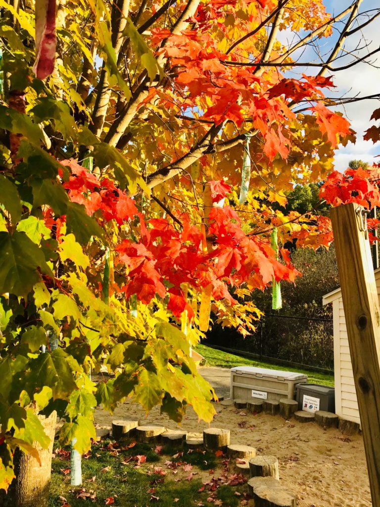 fall leaves